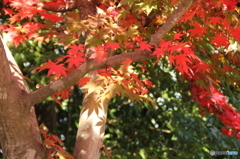 紅葉2015.11.21