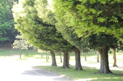 森林公園