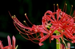 彼岸花