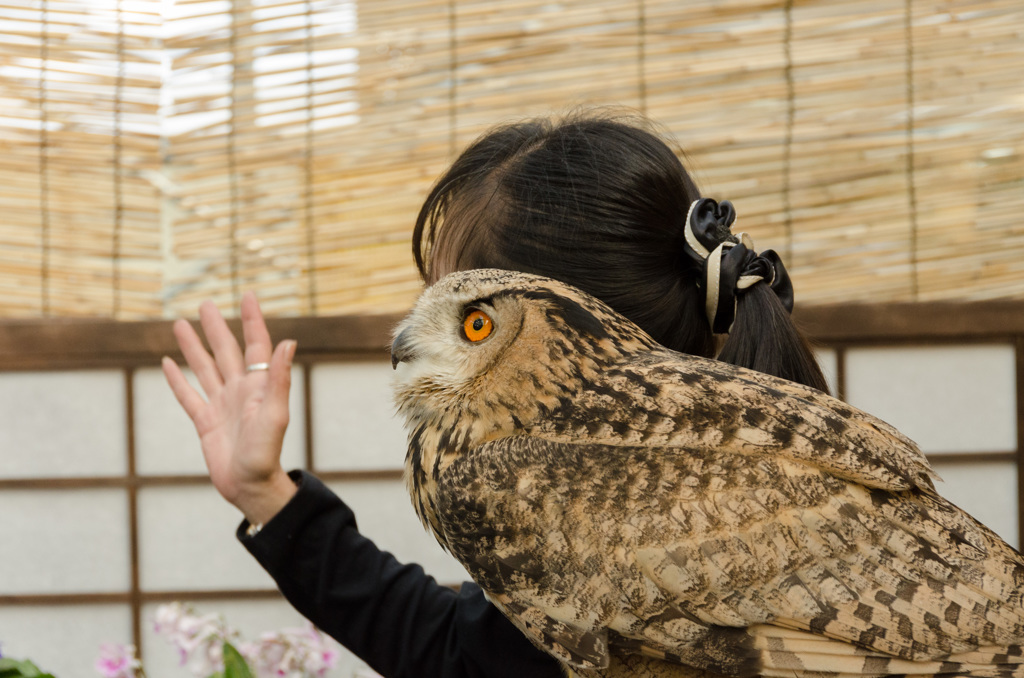 横を向いたホーホー卿