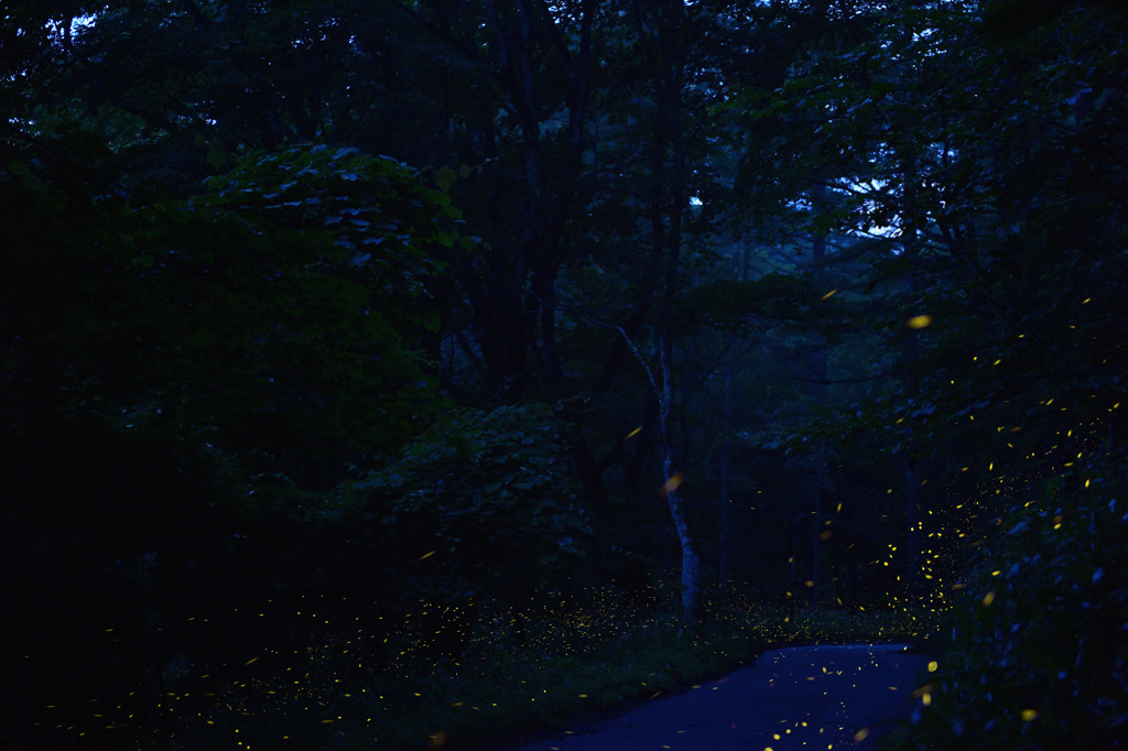 夕闇の林道