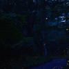 夕闇の林道