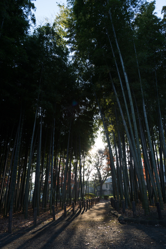 竹林への道