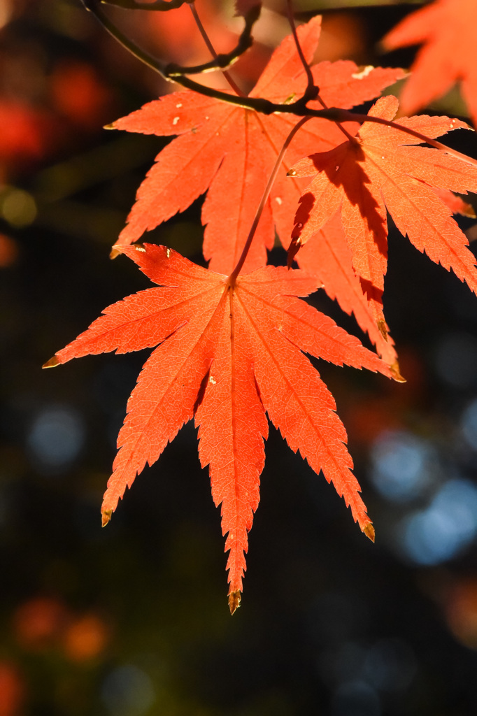 夕暮れの紅葉