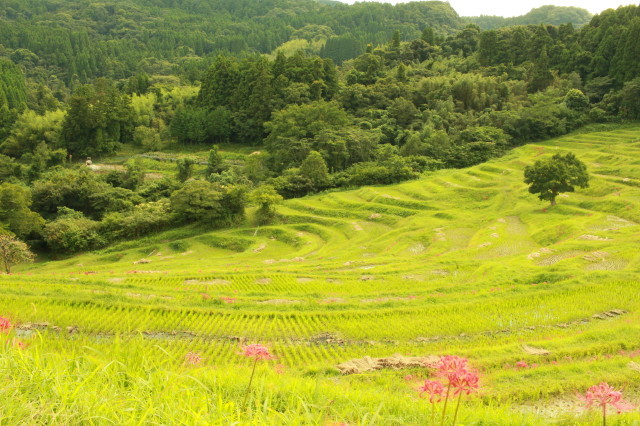 秋の棚田