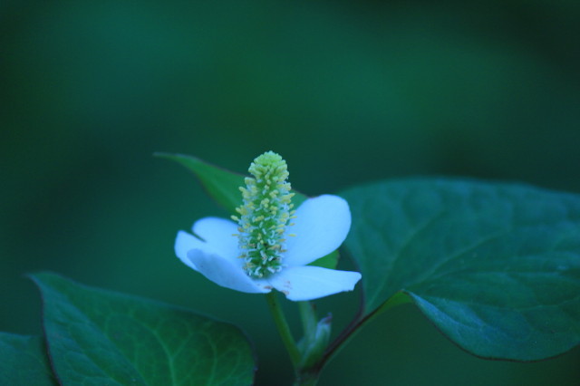 山の奥深く咲く