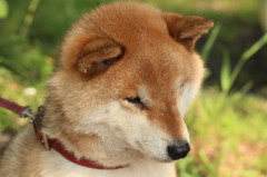 素直です！！
