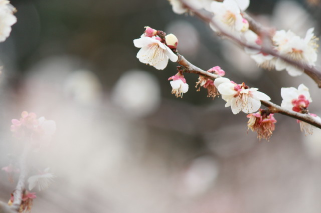 清楚な白…