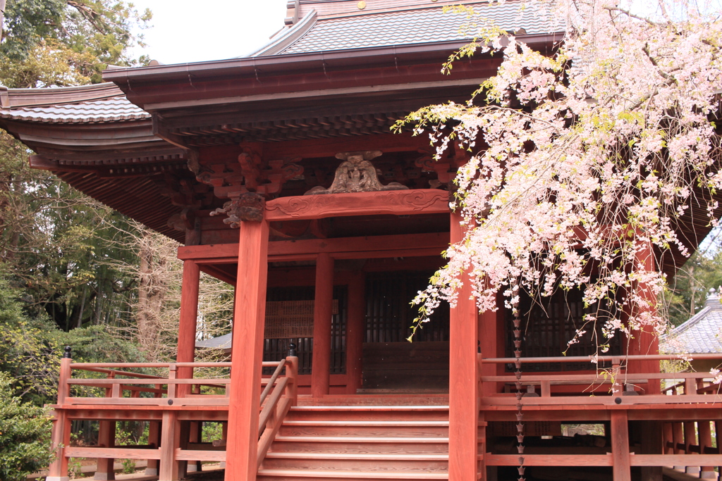 桜に飾られて