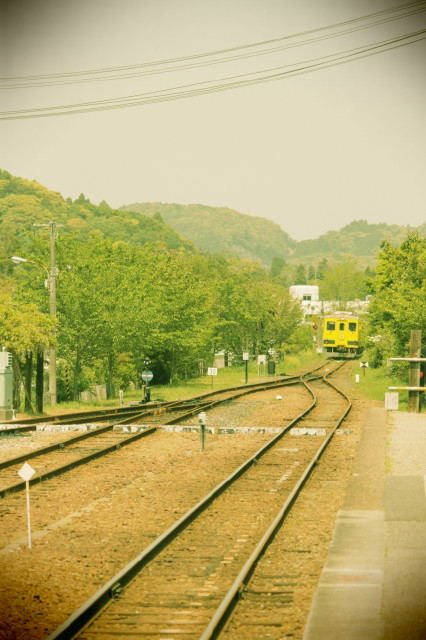 新緑と菜の花列車