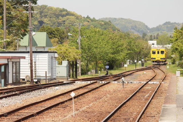 新緑の中を行く菜の花列車
