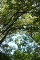 緑と青空