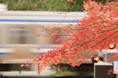 電車と紅葉
