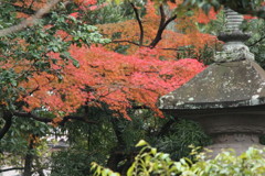 紅葉の演出