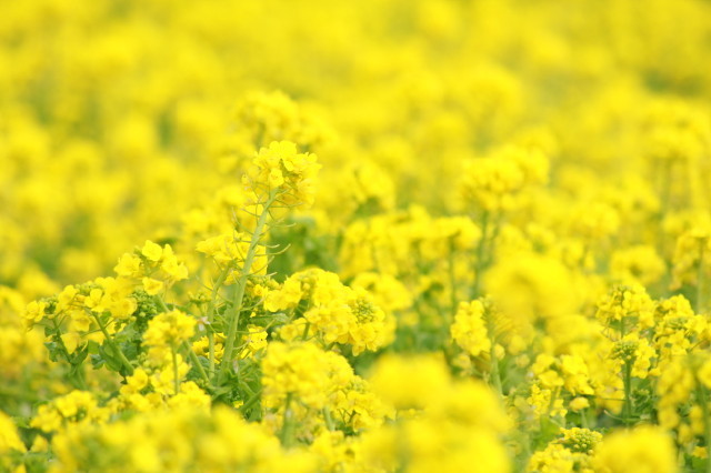 菜の花が満開