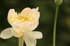華やか