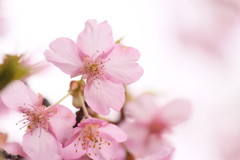 早咲きの桜
