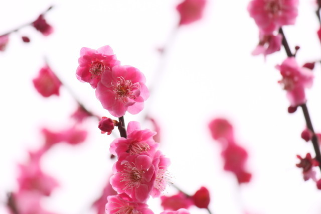 梅花