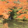 紅葉の演出