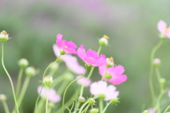 ひっそりと…