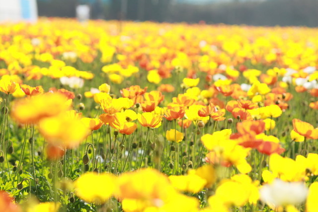 一面の花畑