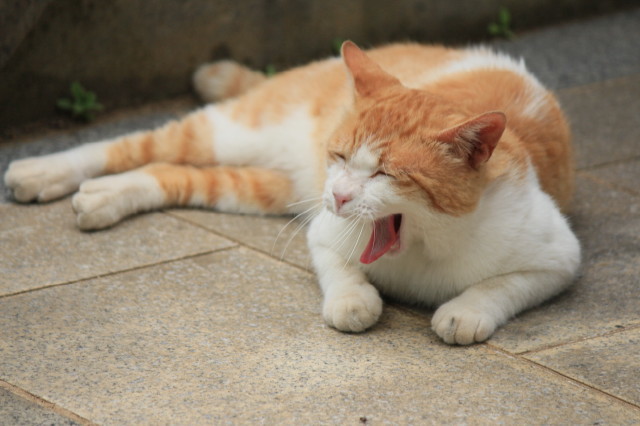 眠い…