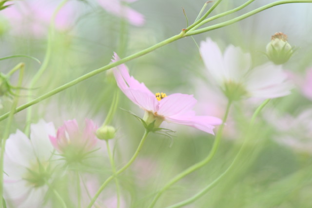 華やかに…