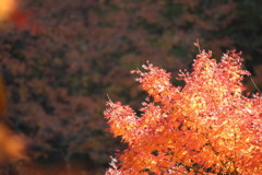 花火の様な紅葉