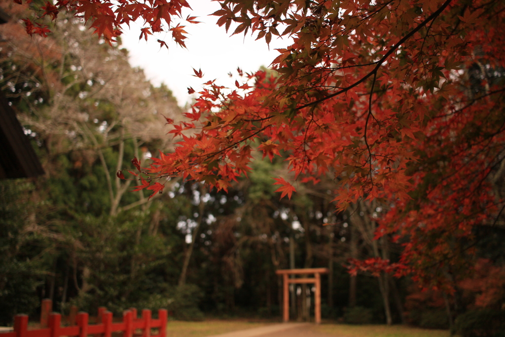 紅葉に彩られる境内