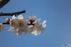 春はもうすぐ…