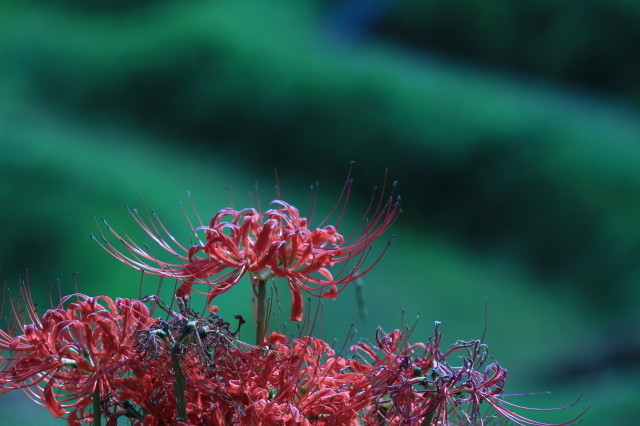 青く光る彼岸花