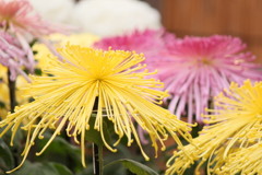 菊花展