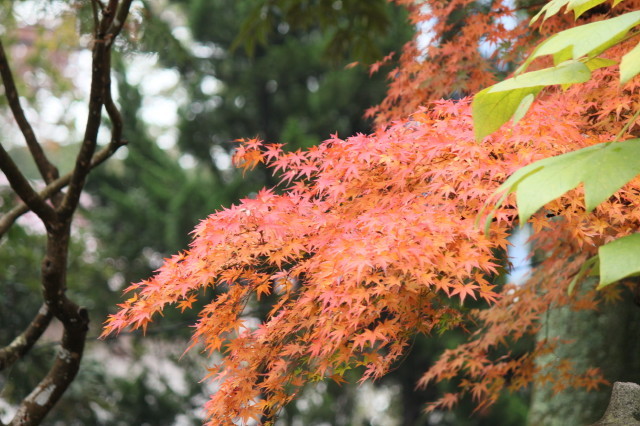 紅葉の季節