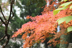 紅葉の季節