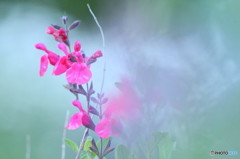 幻想的に…