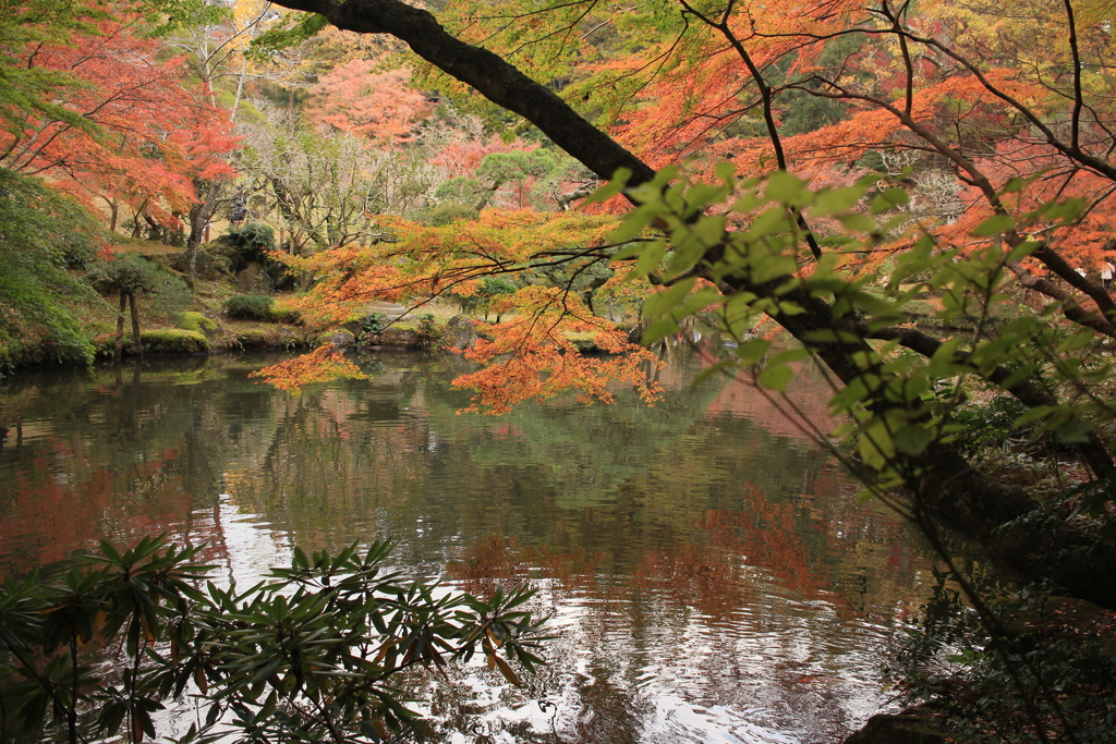 池に照らされる紅葉