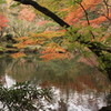 池に照らされる紅葉