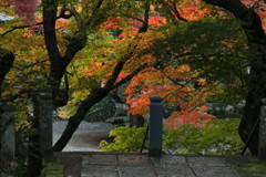 紅葉と緑の調和