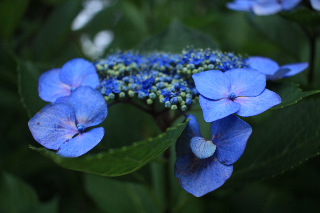 寂光の中の紫陽花