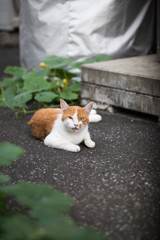 猫