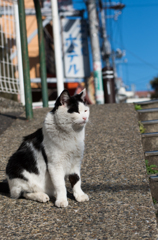 ねこ