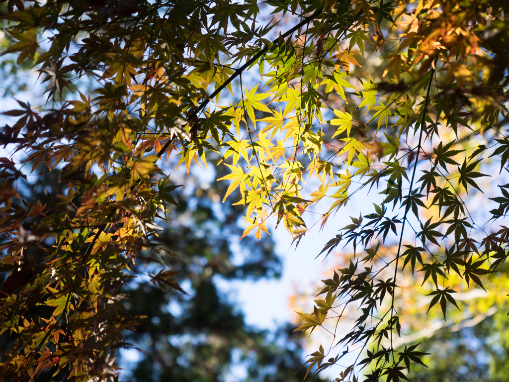 紅葉