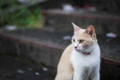 凛