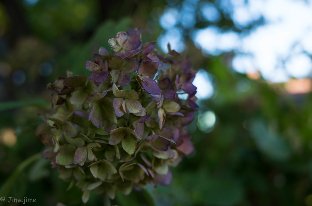 枯れ紫陽花