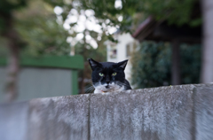 ネコはミタ