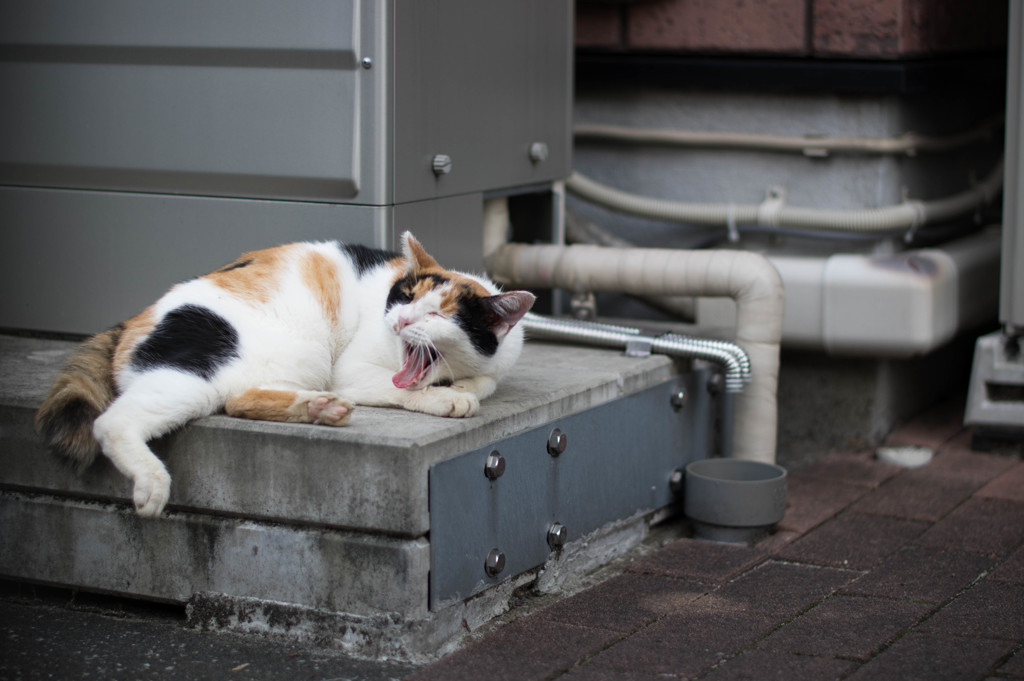 「ふぁー」
