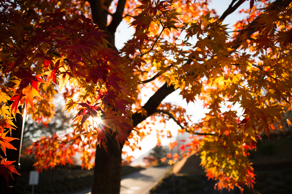 秋の木漏れ日
