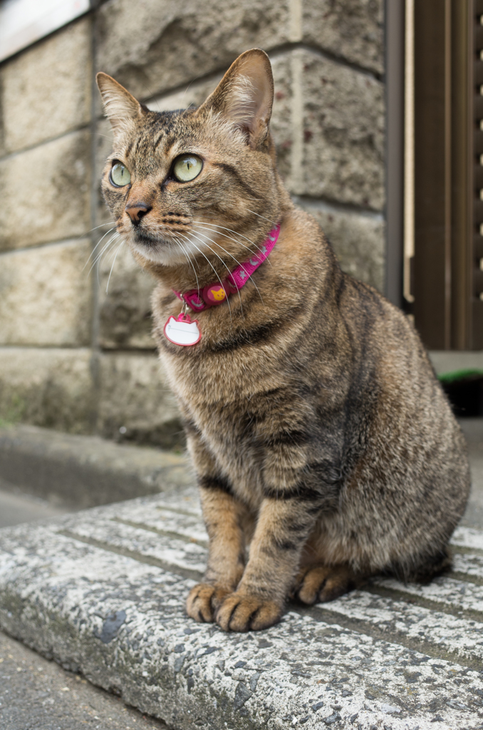 マダム