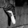 にゃらん