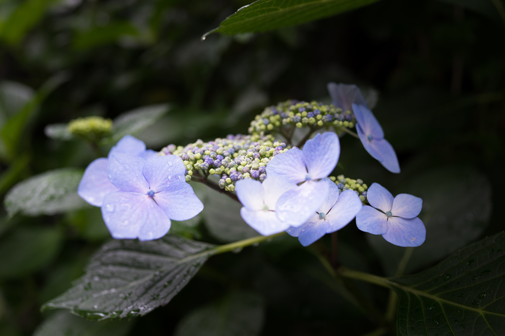 額紫陽花